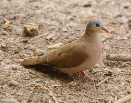 Blue Spotted Wood Dove Abuko Gambia